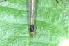Tipula selene